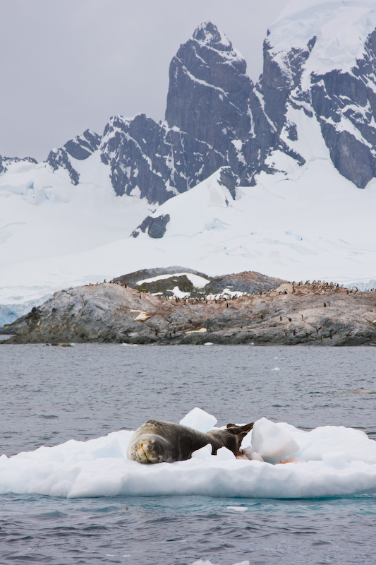 Leopard Seal On Iceberg